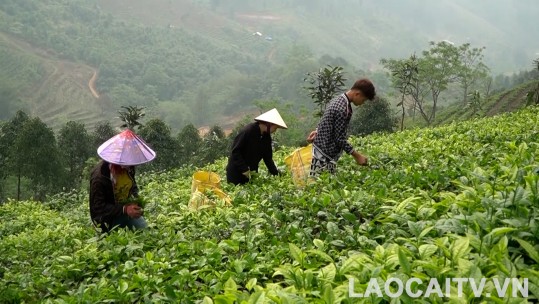 Mường Khương: Sản lượng chè búp tươi tăng gần 43% so với cùng kỳ