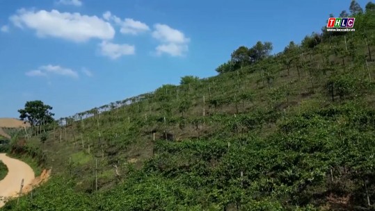 Vùng biên đổi thay nhờ trồng cây ăn quả trên đất dốc