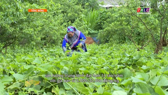 Chuyện bản tôi tiếng Mông (24/6/2025)