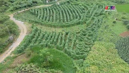 Ứng dụng công nghệ trong trồng dưa chuột ở thung lũng Phéc Bủng