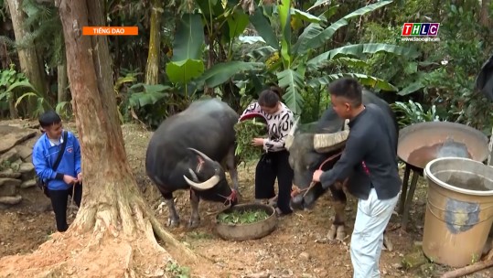 Nông nghiệp - Nông thôn (tiếng Dao): Nông nghiệp - Phát triển nông thôn (27/6/2025)
