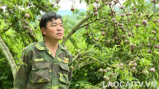 Người nâng cao giá trị vườn mận Tam hoa