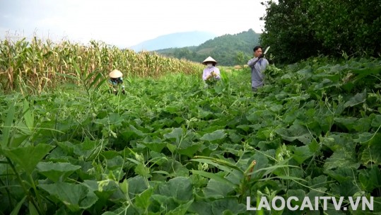 Bát Xát nhân rộng mô hình rau bí hữu cơ