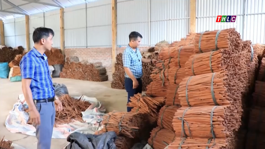 Giá bán các sản phẩm quế ổn định