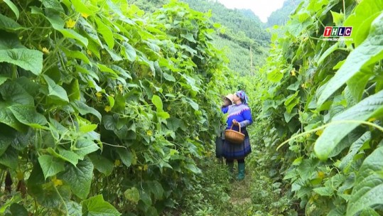 Thời sự Lào Cai 11h30 (30/6/2025)