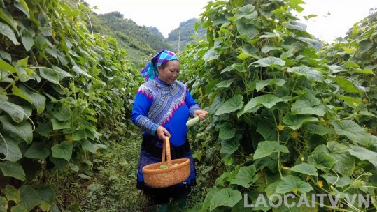 Bà Chấu Thị Xua tiên phong ứng dụng công nghệ vào sản xuất nông nghiệp 